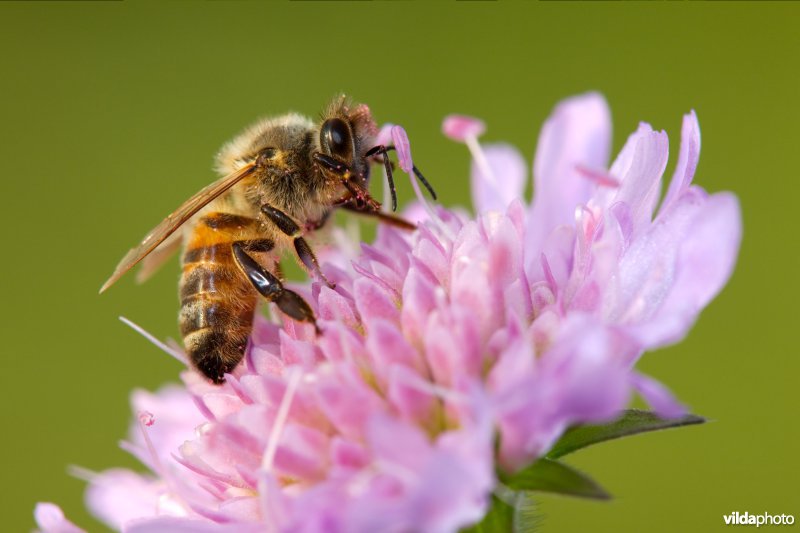 Bijtje op Knautia