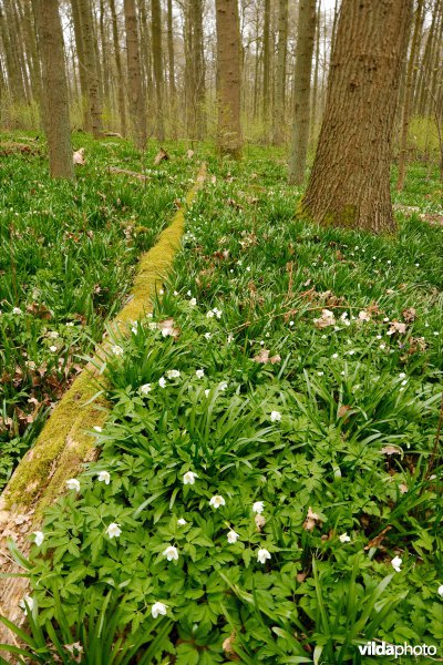 Het Zoniënwoud in de lente