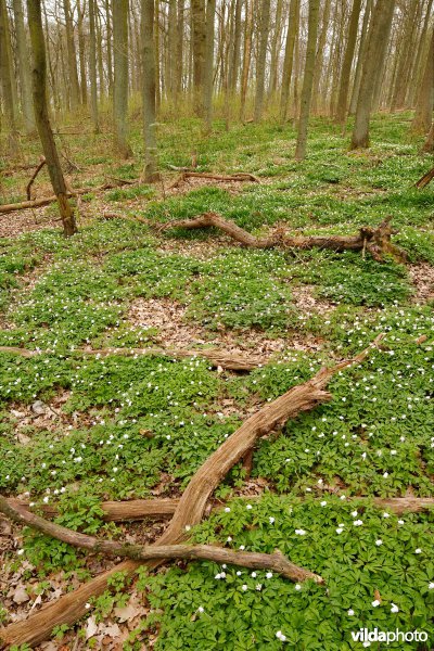 Het Zoniënwoud in de lente