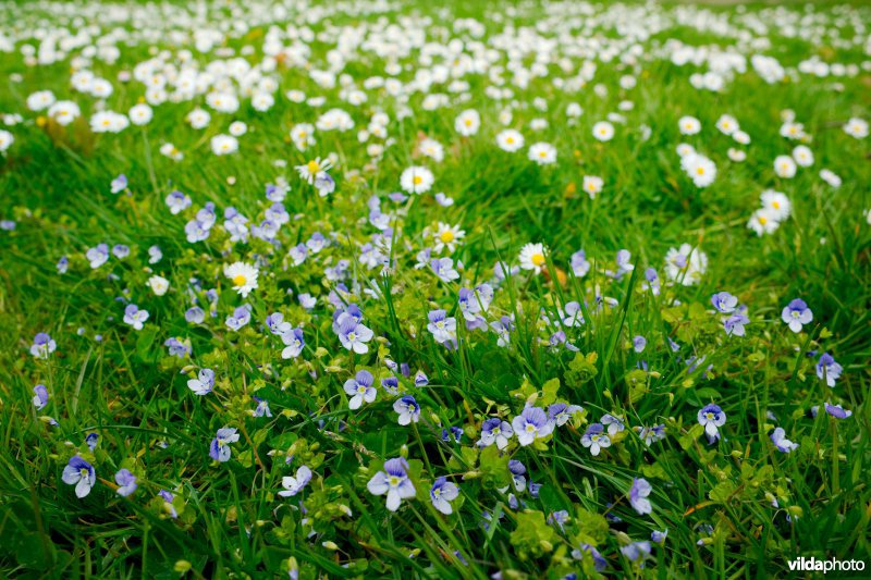 Bloemrijk gazon in een park