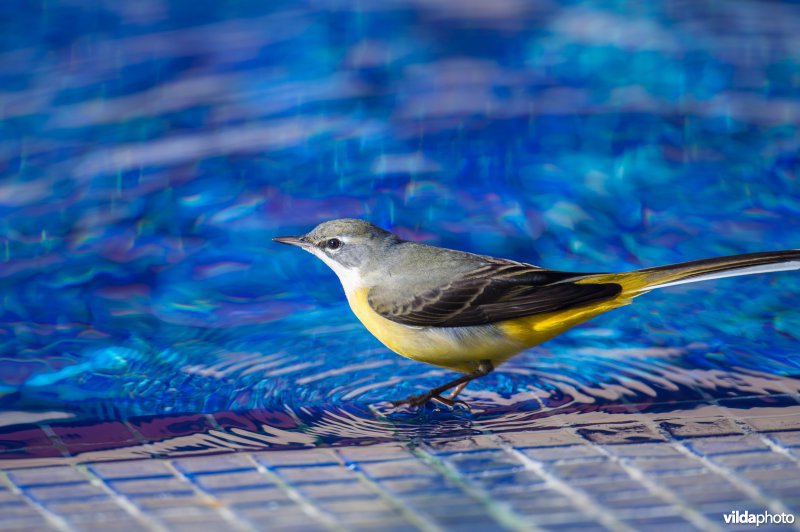 Grote gele kwikstaart vang insectjes bij een zwembad