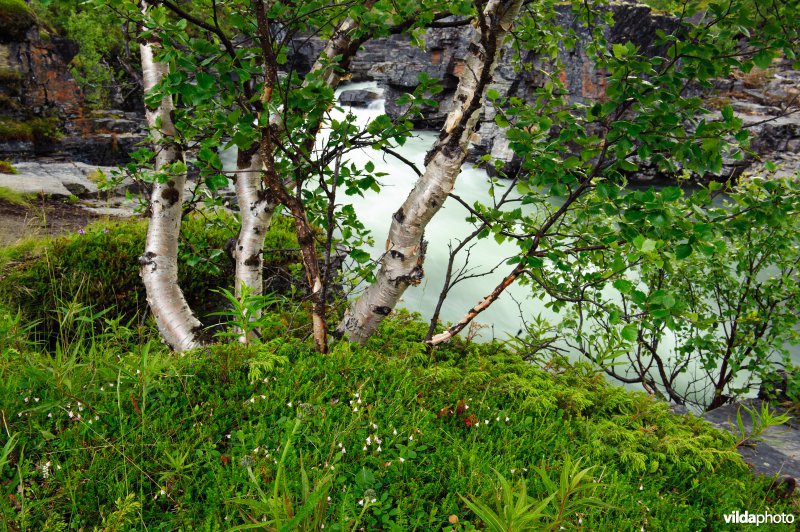 Linnaeusklokjes langs een snelstromende rivier