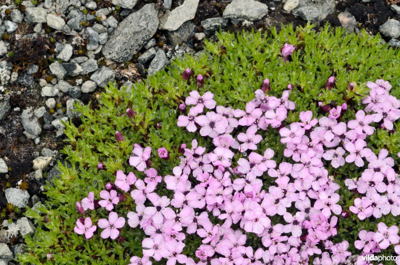 Lijmkruid, Stengelloze silene