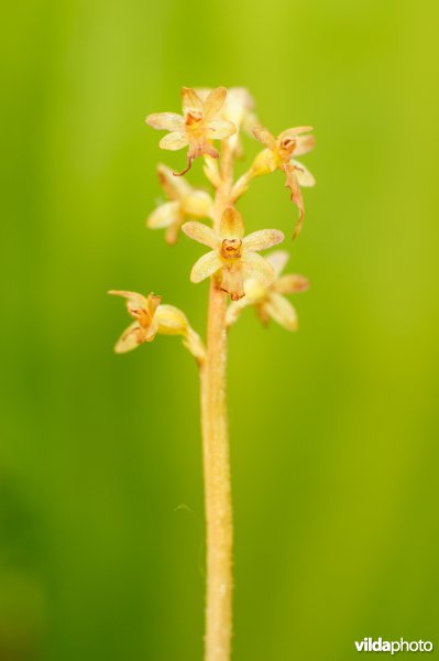 Kleine keverorchis