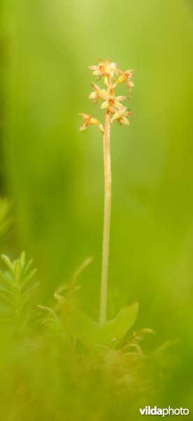 Kleine keverorchis