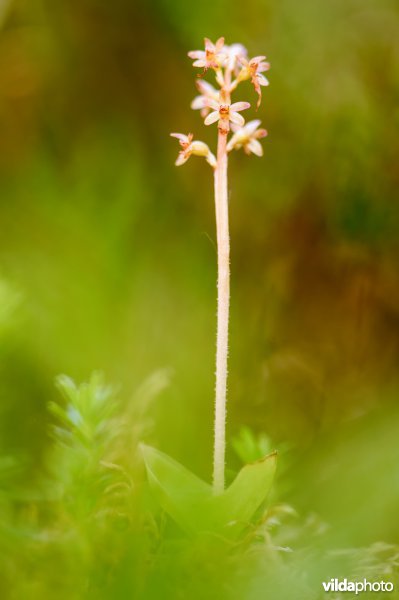 Kleine keverorchis