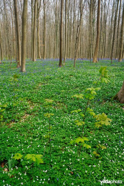 Beukenbos in de lente