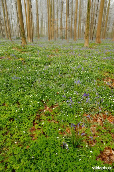 Beukenbos in de lente