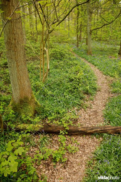 Wandelpad in het bos