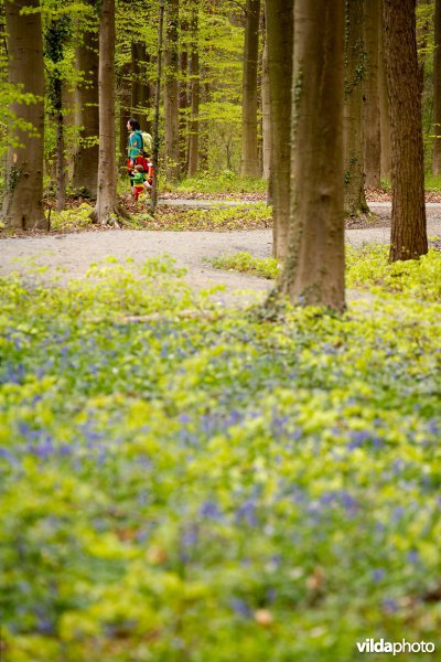 Beukenbossen van het type Asperulo-Fagetum
