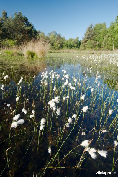Ven in natte heide