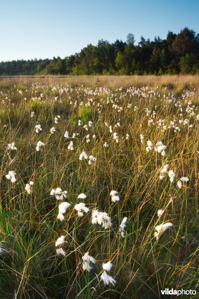 Ven in natte heide