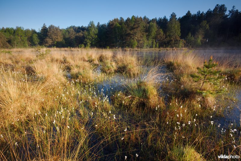 Ven in natte heide
