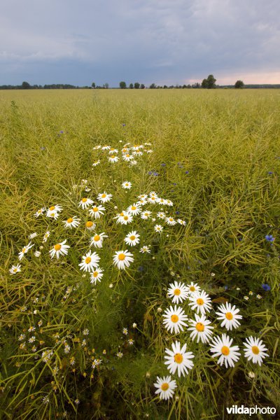 Bloemrijke akker