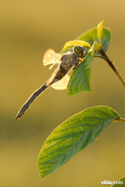 Smaragdlibel
