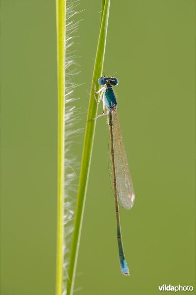 Dwergjuffer