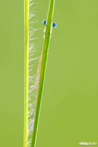 Dwergjuffer