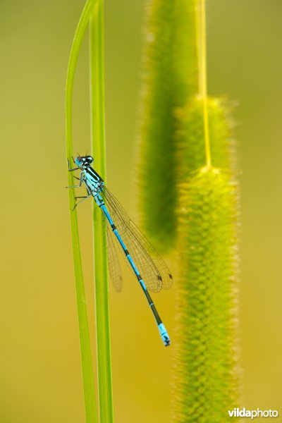 Azuurwaterjuffer
