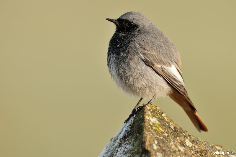 Zwarte roodstaart