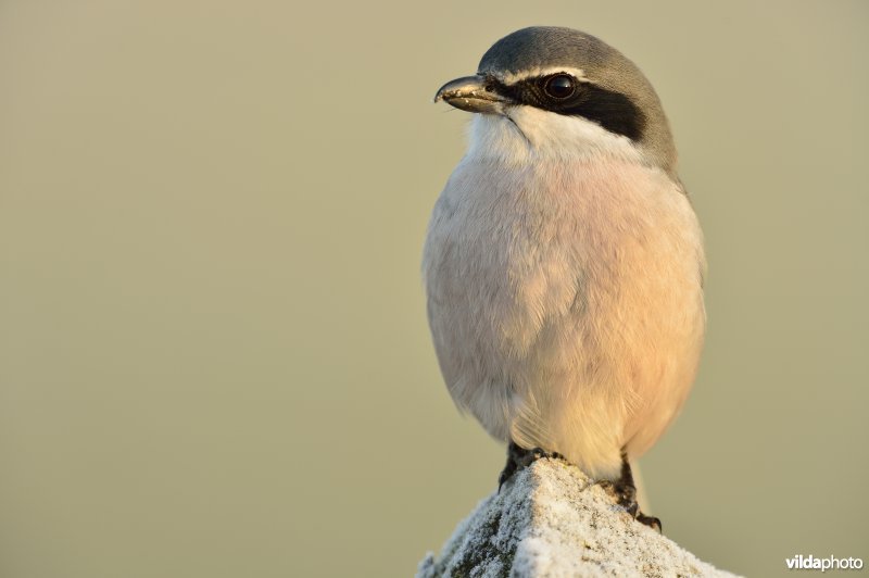 Zuidelijke klapekster