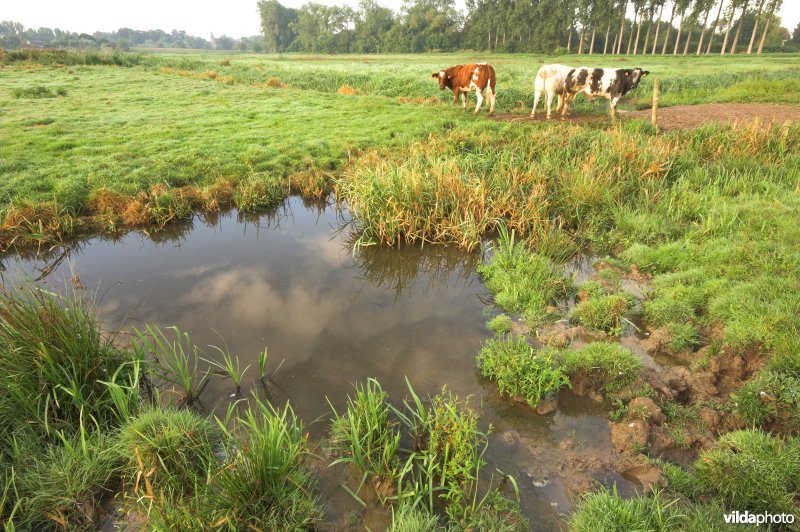 Drassige zone in het reservaat De Assels