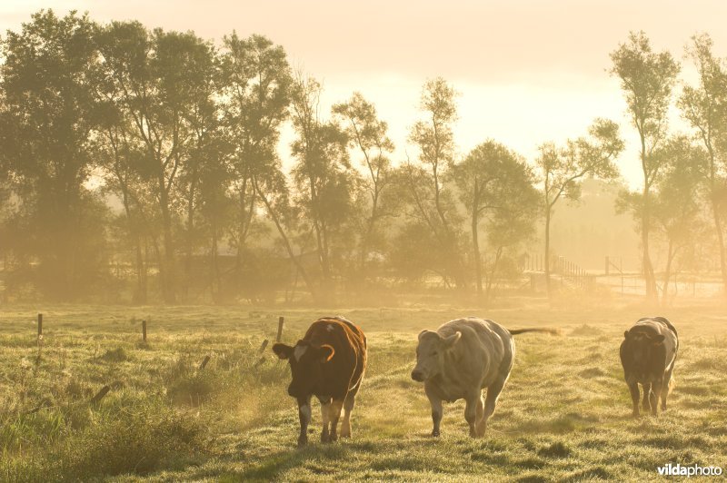 Vee in de Assels