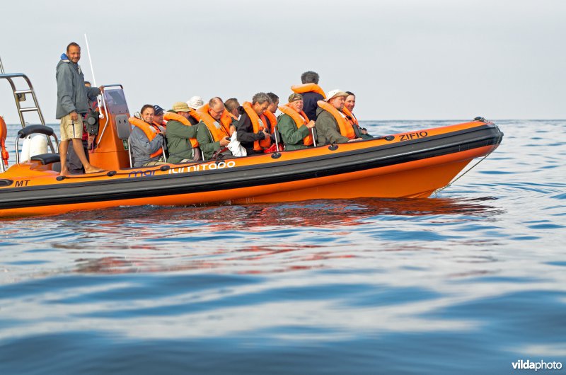 Vogelaars in een RIB (rigid inflatable boat) op de atlantische oceaan voor de kust van Sagres, Portugal