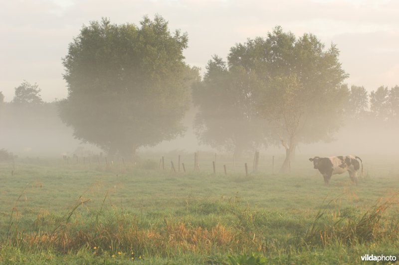 Vee in de Assels