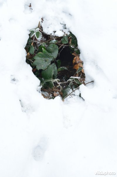 Vossenburcht in de sneeuw