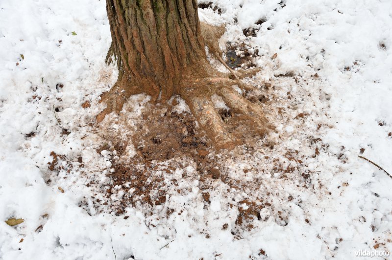 Everzwijnsporen in Vloethemveld