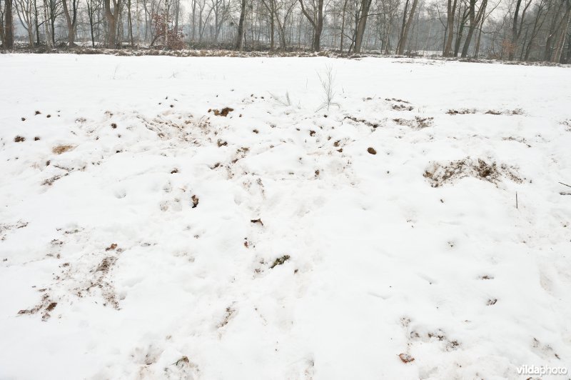 Everzwijnsporen in Vloethemveld
