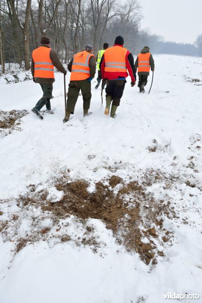 Everzwijnjacht in Vloethemveld