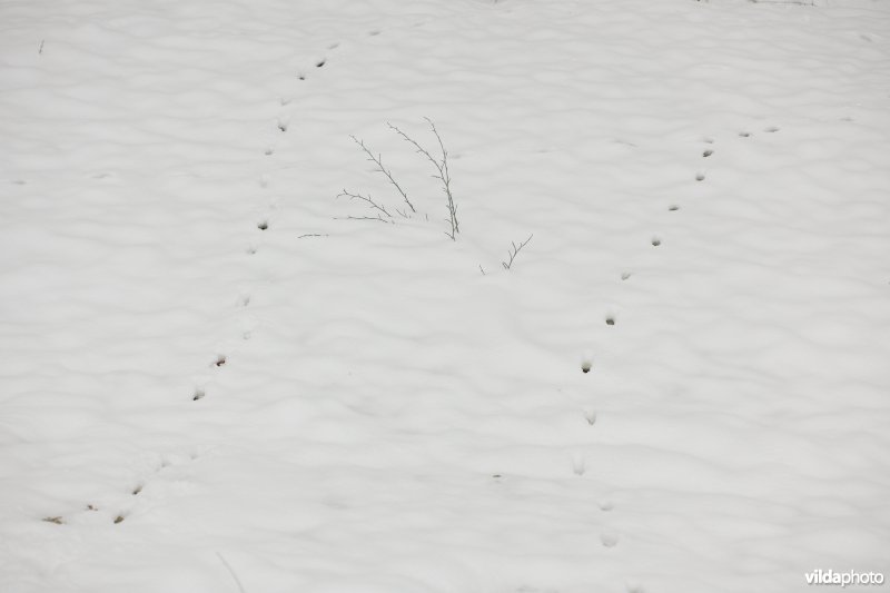 Sporen van Everzwijn in de sneeuw