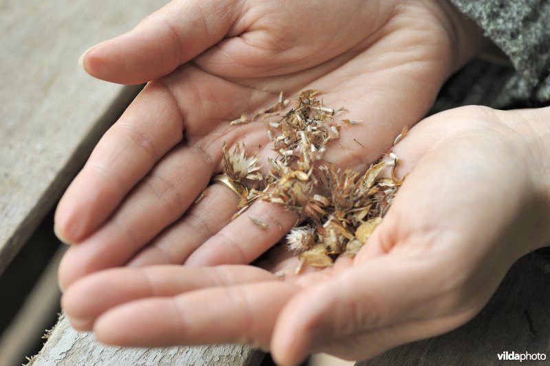 Zaadjes voor een bloemrijke akker