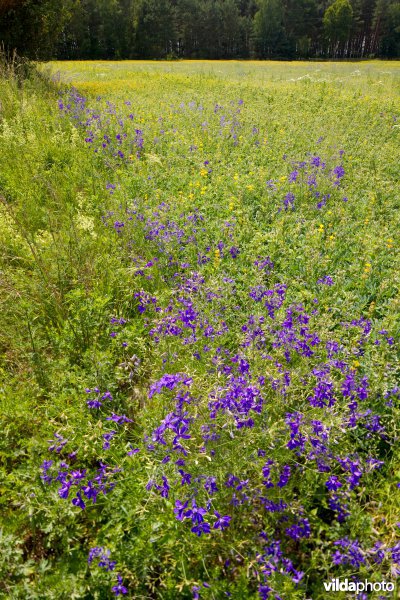Akker met Wilde ridderspoor