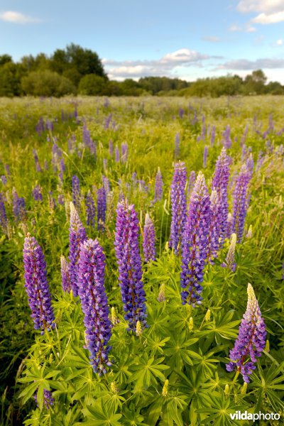 Wilde lupines