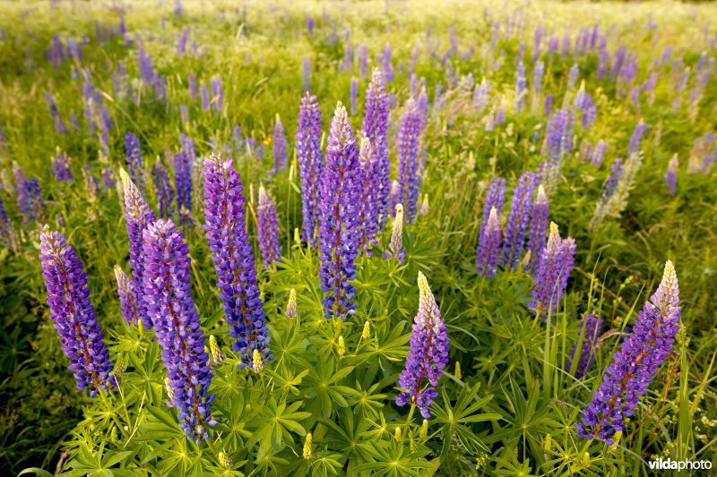 Wilde lupines