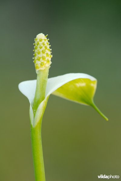 Slangenwortel