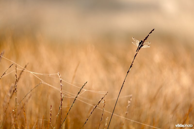 Zwarte heidelibel bij zonsopgang