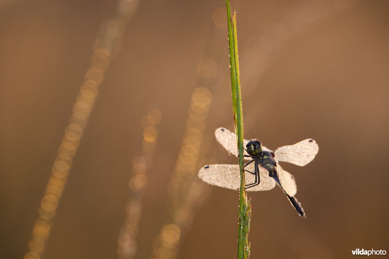 Zwarte heidelibel bij zonsopgang