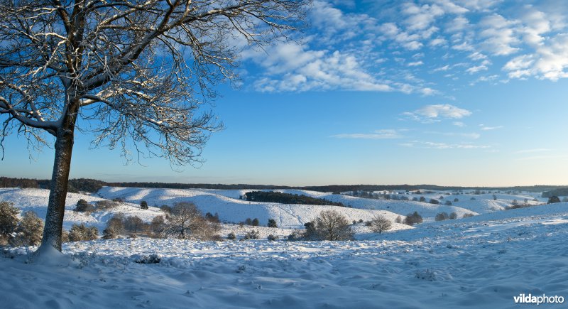 Winters panorama van het Herikhuizerveld met sneeuw onder een blauwe lucht met wolken