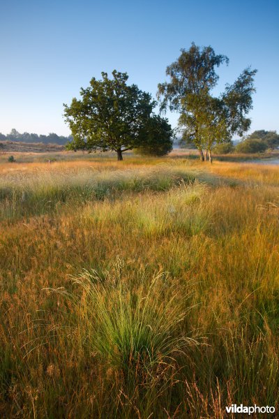 Heischraal grasland