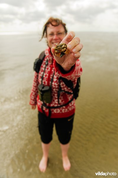 Toeristen op een excursie op de Waddenzee