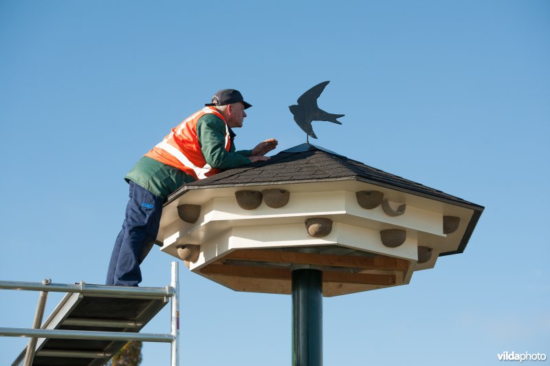 Plaatsing van een huiszwaluwtil in Brummen