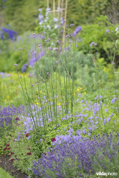 Border met Verbena bonariensis 