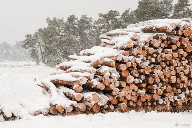 Gezaagde boomstammen liggen opgetast langs een weg in het Nationaal Park de Hoge Veluwe