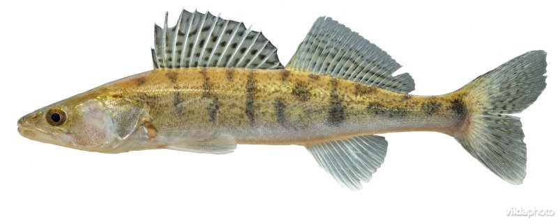 Snoekbaars