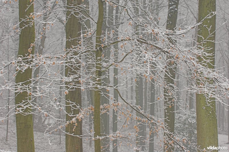 Beuken in de sneeuw