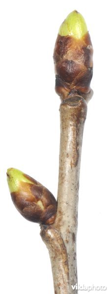 Twijg van zoete kers