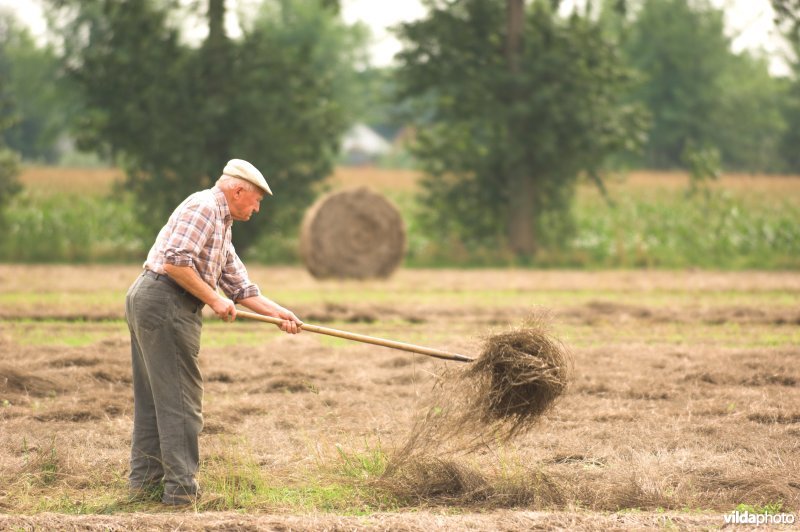 Vlasboer in de Leievallei